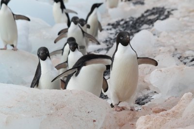 アデリーペンギン