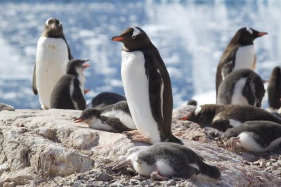 ジェンツーペンギン