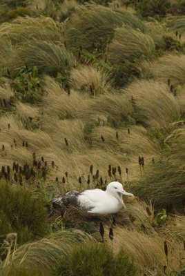 ワタリアホウドリ