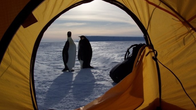 コウテイペンギン／南極観光