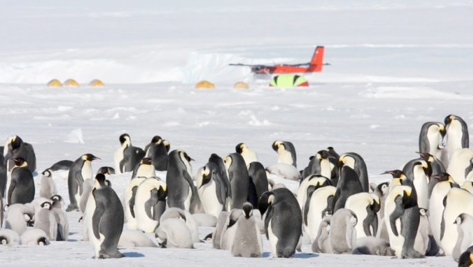 コウテイペンギンの営巣地／南極旅行