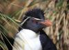 イワトビペンギン