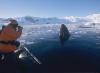 ホエール ウォッチング　南極観光