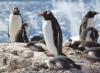 ジェンツーペンギン