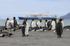 フォークランド諸島、サウスジョージア島、南極クルーズ20・23日間