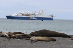 フォークランド諸島、サウスジョージア島、南極クルーズ20・23日間