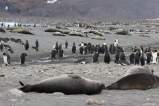 ブエノスアイレス発着　フォークランド諸島、サウスジョージア島、南極クルーズ20・23日間