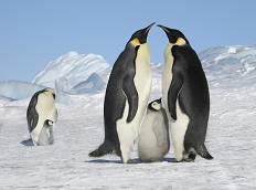 南極点到達とコウテイペンギンの営巣地を訪ねる旅