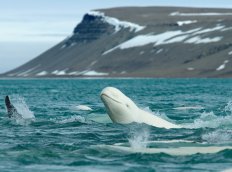 ベルーガと出会うカナダ北極圏への旅