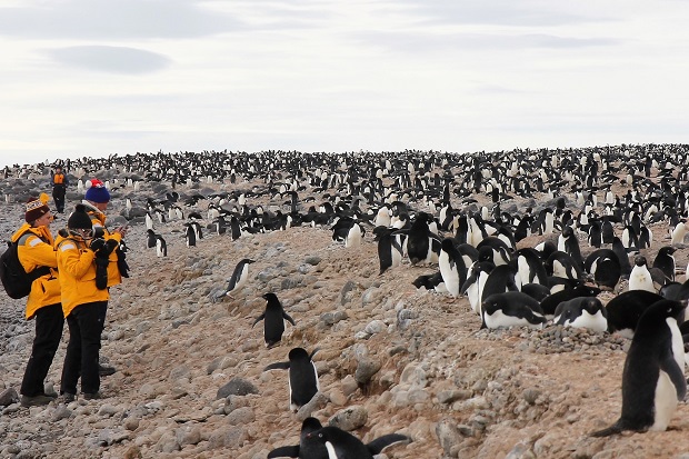 迷ったらコレ！2019～20年おすすめの南極旅行