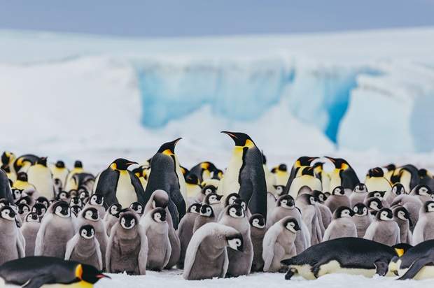 コウテイペンギン探索：スノーヒル島探検クルーズ