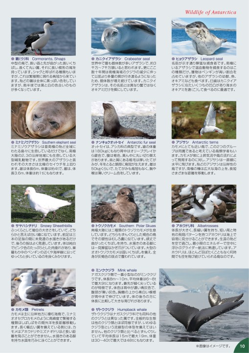 クォーク社 21年 南極 クォーク社 21年 南極