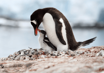 ペンギンのヒナを見たい