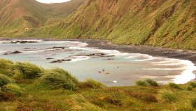 マッコーリー島(Macquarie Island)