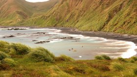 マッコーリー島（Macquarie Island）