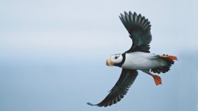 コリューチン島（Kolyuchin Island）