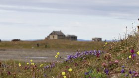 ウランゲリ島（Wrangel Island）