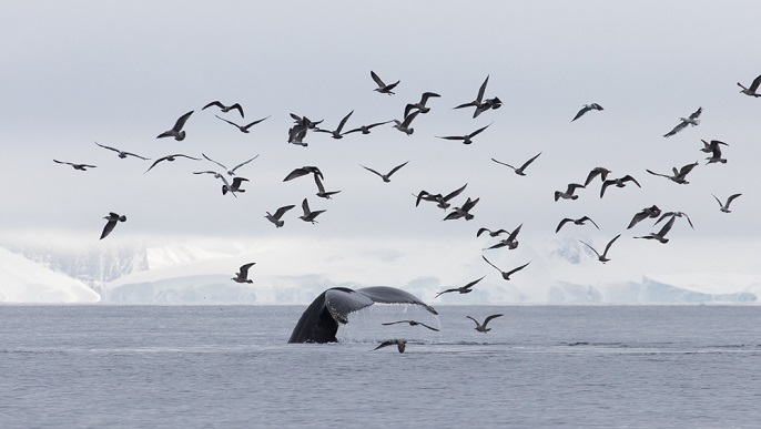 ザトウクジラ／南極クルーズ