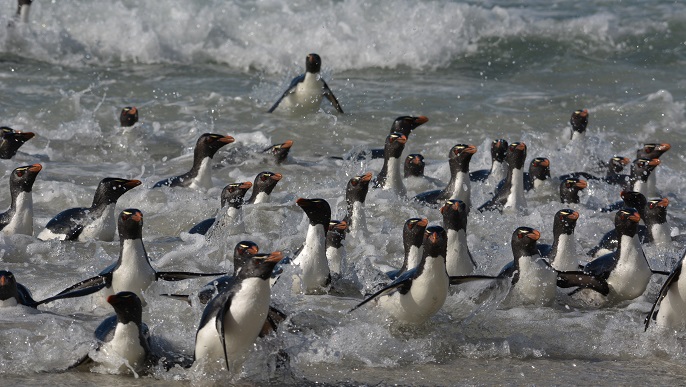 イワトビペンギンの群れ／南極観光