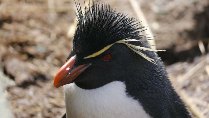 イワトビペンギン／南極観光