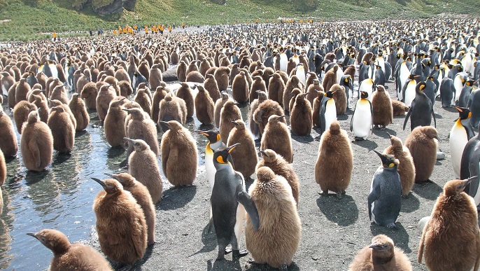 キングペンギンの営巣地／南極観光