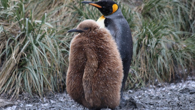 キングペンギンの親子／南極観光