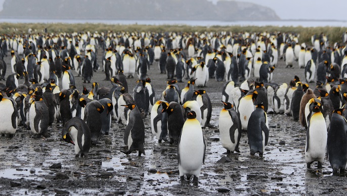 キングペンギンの営巣地／南極観光