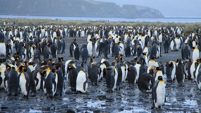キングペンギンの営巣地／南極観光