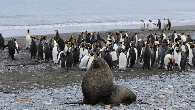 キングペンギンとナンキョクオットセイ／南極観光