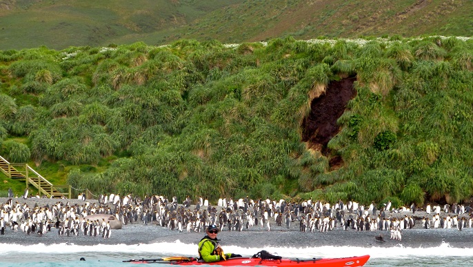 マッコーリー島／Heritage Expeditions