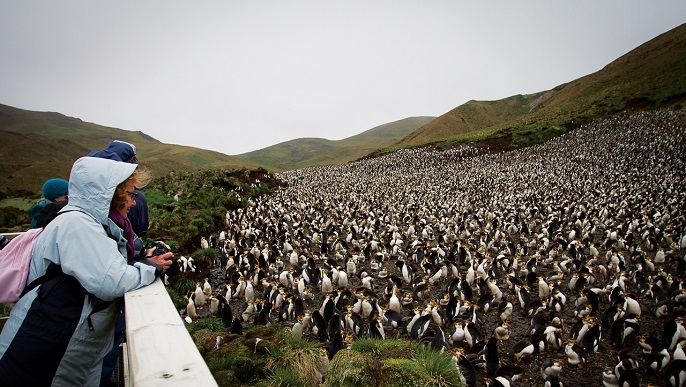 マッコーリー島 Macquarie Island 都市 訪問地詳細 南極旅行 北極旅行のクルーズ ツアー 株 クルーズライフ