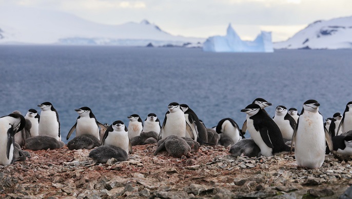 ヒゲペンギンの営巣地／南極観光