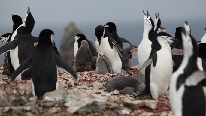 ヒゲペンギンの営巣地／南極観光