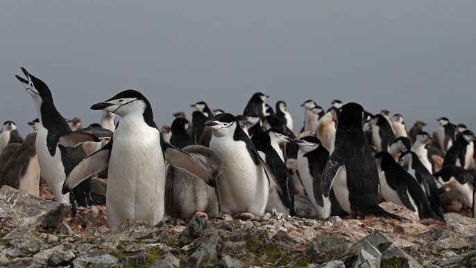 ヒゲペンギンの営巣地／南極観光