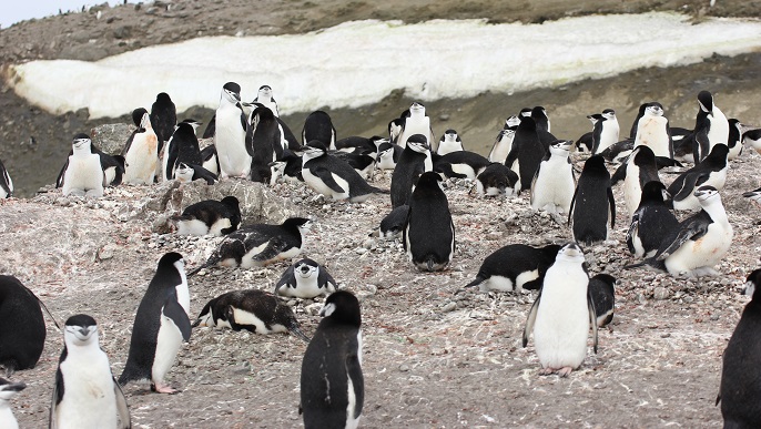 ヒゲペンギンの営巣地／南極観光