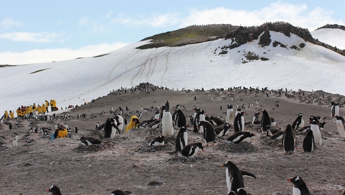 ゼンツーペンギンの営巣地／南極観光