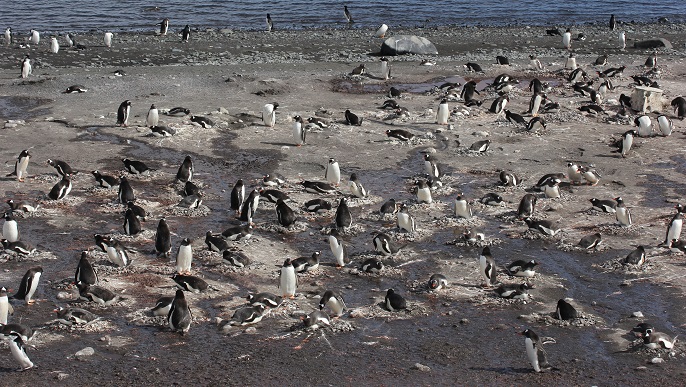 ゼンツーペンギンの営巣地／南極観光