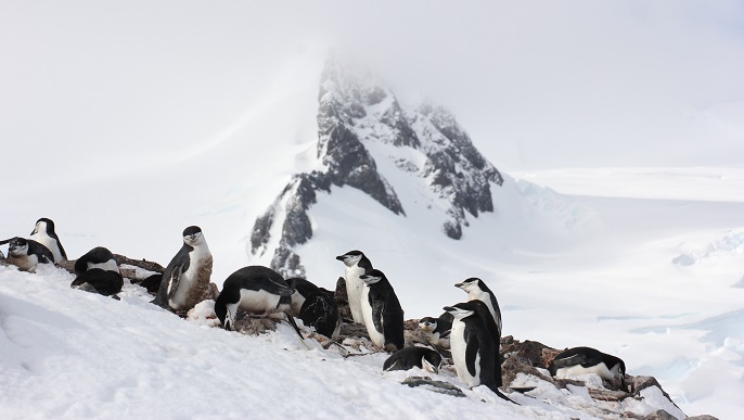ヒゲペンギン／南極観光