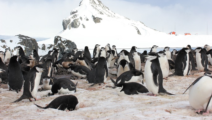 ヒゲペンギンの営巣地／南極観光