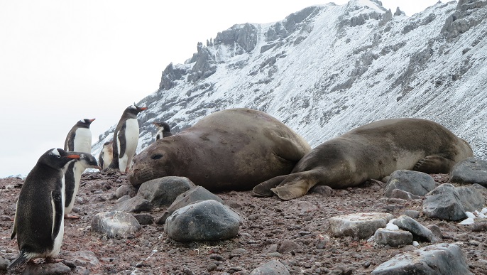 野生生物たち／南極観光
