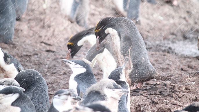 マカロニペンギンとヒゲペンギン／南極観光