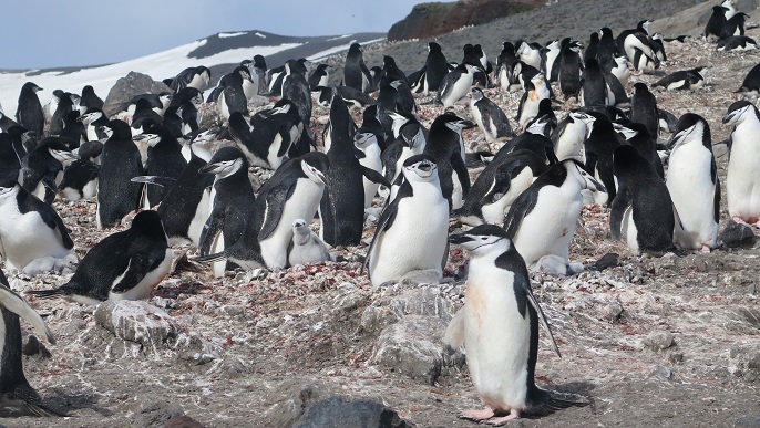 ヒゲペンギンの営巣地／南極観光