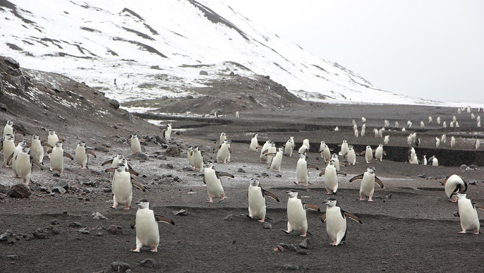 ヒゲペンギンの営巣地／南極観光