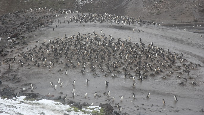 ヒゲペンギンの営巣地／南極観光