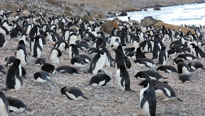 アデリーペンギンの営巣地