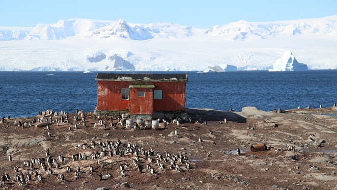 ゼンツーペンギンの営巣地