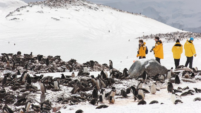 ゼンツーペンギンの営巣地