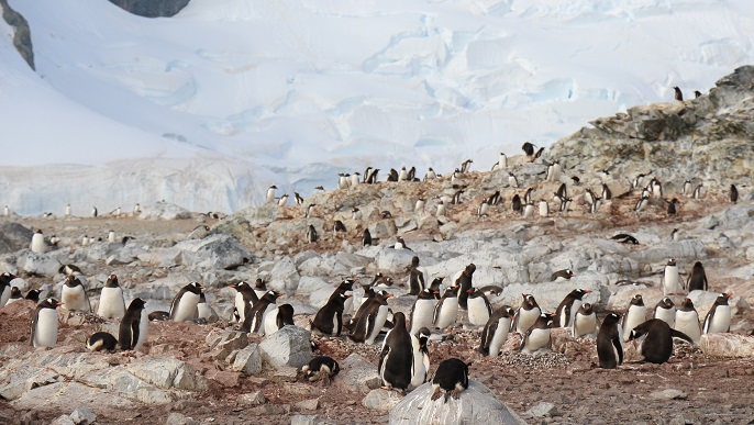 ゼンツーペンギンの営巣地