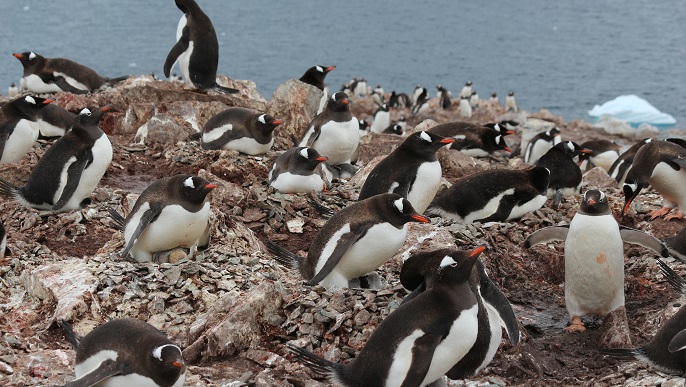 ゼンツーペンギンの営巣地