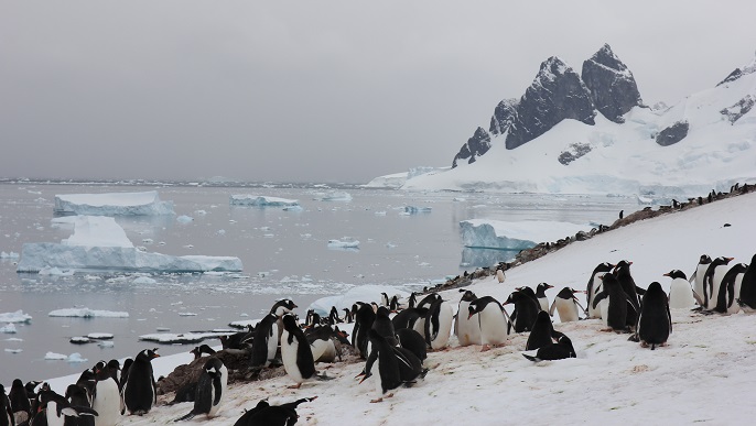 ゼンツーペンギンの営巣地